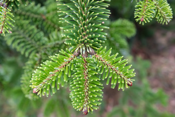 Nordmann Fir Leaves in Winter