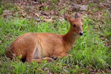 deer in the forest