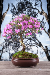 Bonsai Azalea japonica on a wooden table