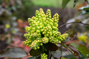 Oregon Grape Flower Buds in Winter