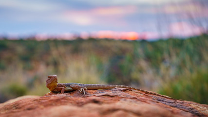 lizard in the sunset of kings canyon, northern territory, australia 7
