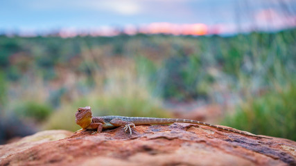 lizard in the sunset of kings canyon, northern territory, australia 11
