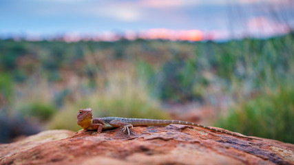 lizard in the sunset of kings canyon, northern territory, australia 12