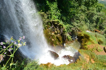 waterfall in forest