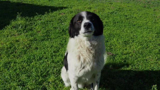 black and white dog standing