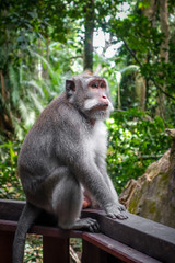 Monkey in the Monkey Forest, Ubud, Bali, Indonesia