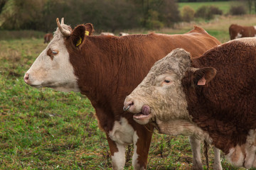 cow and beige on the pasture