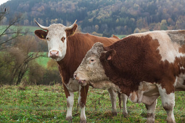 cow and beige on the pasture