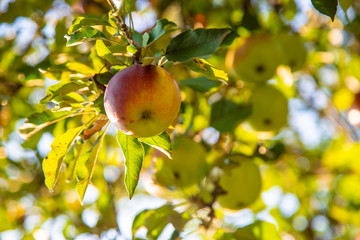 apples grow on a tree in the garden. Selective focus.