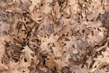 dead leaves on ground texture