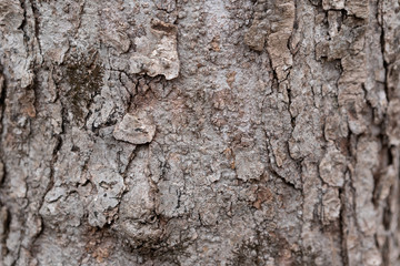 rough pine tree texture