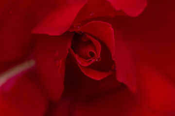 Flower and beautiful petals