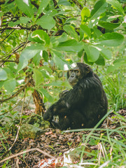 chimp sitting on ground