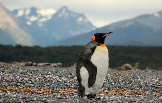 Pinguim Rei 