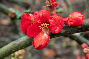 Japanese Quince Flowers in Bloom in Winter