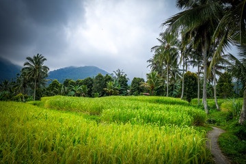 Fototapeta na wymiar Paddy field rice terraces, Munduk, Bali, Indonesia
