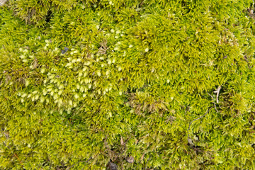 green moss texture