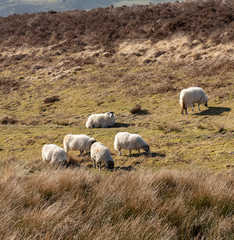 Exmoor National Park, Somerset, England, UK. March 2019. Sheep grazing on open land of Exmoor close to Simonsbath a hamlet in this national park.