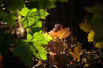 Autumnal maple leaves in sunshine