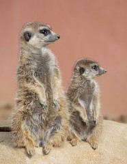 Erdmännchen im Stadtpark in Lahr