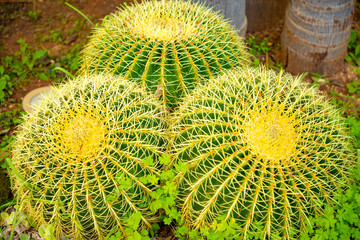 Closeup view of green Golden Barrel Cactus or Echinocactus grusonii, texture