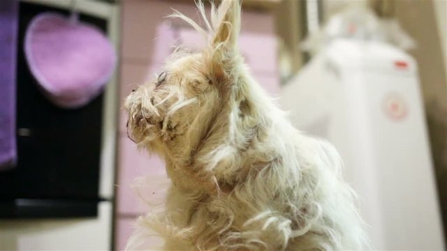 The old shaggy dog breed Chihuahua looks hungry eyes. Someone's hand gives the pet a treat. Close-up, bottom-up view, low angle, real time, interior.