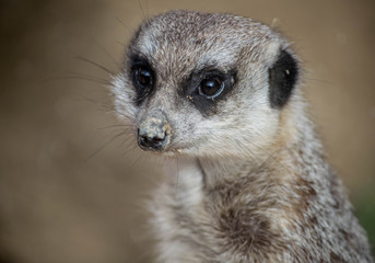 Erdmännchen im Stadtpark in Lahr