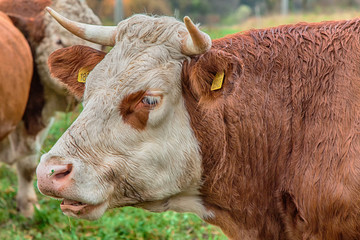 cow and beige on the pasture