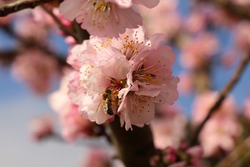 Mandelblüten mit Biene