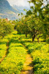 Fototapeta na wymiar Lemon trees in a citrus grove in Sicily, Italy