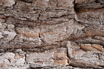 dark brown pine tree bark texture
