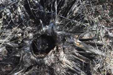 Century plant bones