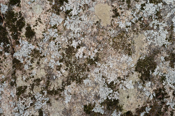 mossy rock texture