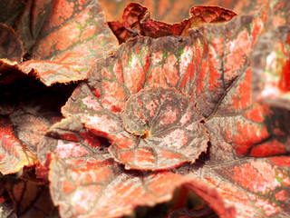 Fototapeta na wymiar decorative leaves of houseplants
