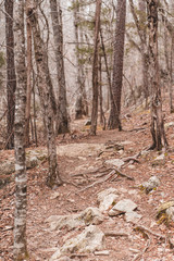 empty rocky woodland trail