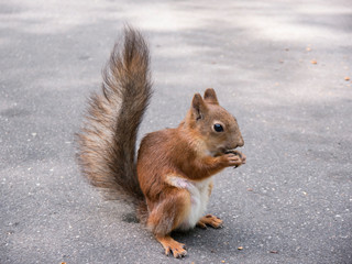 Red squirrel on ground eating nut side view