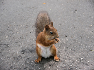 Red squirrel on ground eating nut front view