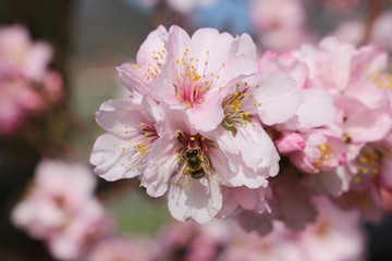 Almond blossoms with bee