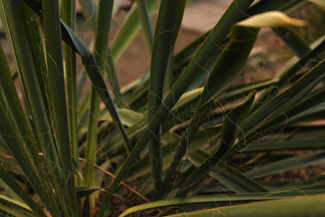 Green Yucca plant leaves grows on a bed in the yard