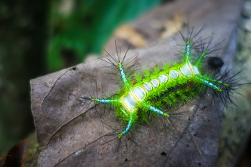 Stinging Slug Caterpillar, Taman Negara national park, Malaysia