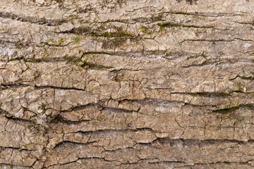 rough tree bark with moss texture