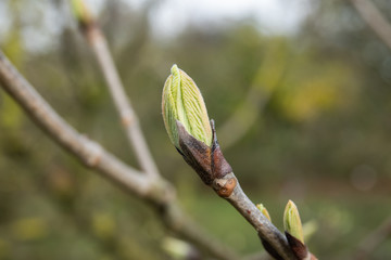 Siebold's Viburnum Leaf Buds Sprouting in Winter