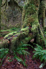 Olympic National Park, WA, USA. 