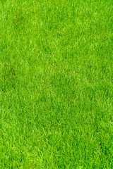 Grass lawn natural texture. Green grass background