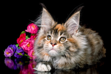Cute maine coon kitten on black background in studio with flowers, isolated.