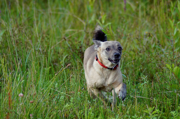 Sharp face running dog