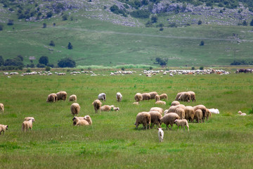 Obraz premium Sheeps in the field