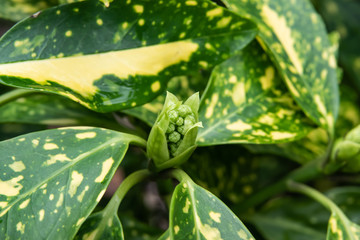 Spotted Laurel Flower Buds in Winter