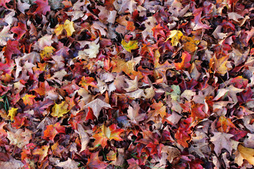 the last colours