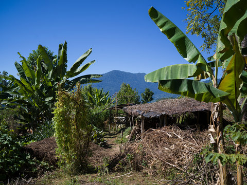 Yangthang Village, Gyalshing, West Sikkim, Sikkim, India